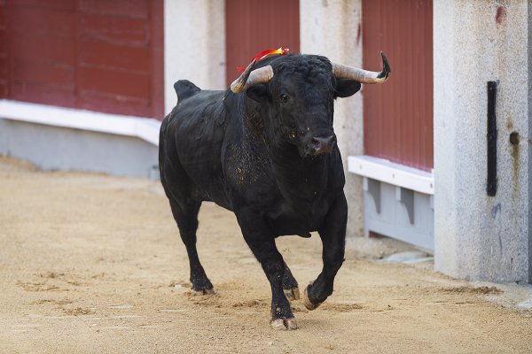 Asociación EL TORO de Madrid0