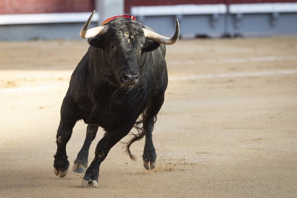 Asociación EL TORO de Madrid1