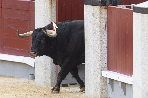 Asociación EL TORO de Madrid3