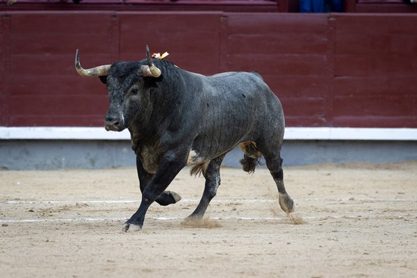Asociación EL TORO de Madrid0