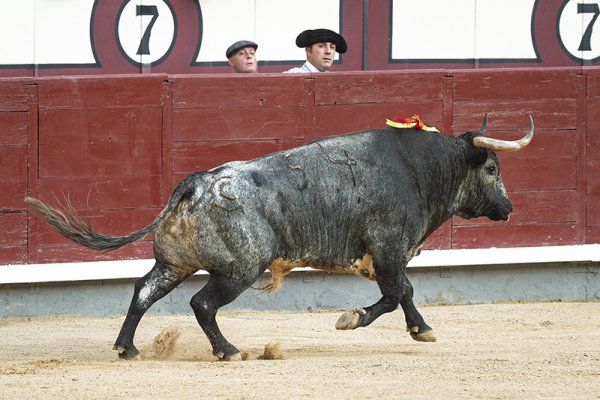 Asociación EL TORO de Madrid1