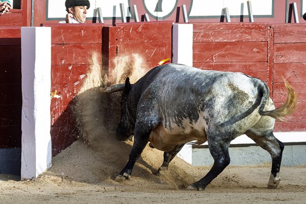 Asociación EL TORO de Madrid3