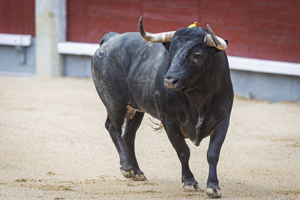 Asociación EL TORO de Madrid5