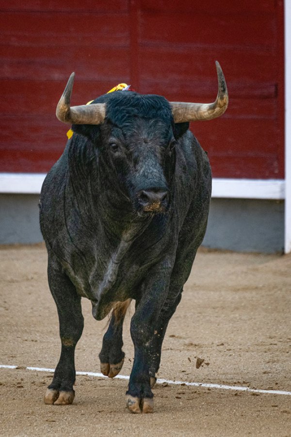 Asociación EL TORO de Madrid6