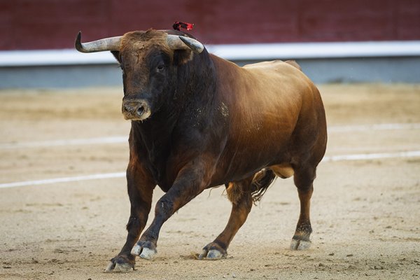 Asociación EL TORO de Madrid0