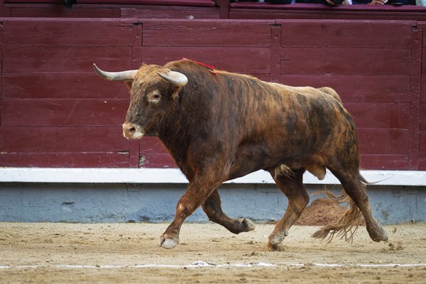 Asociación EL TORO de Madrid1
