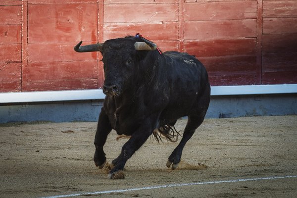 Asociación EL TORO de Madrid2