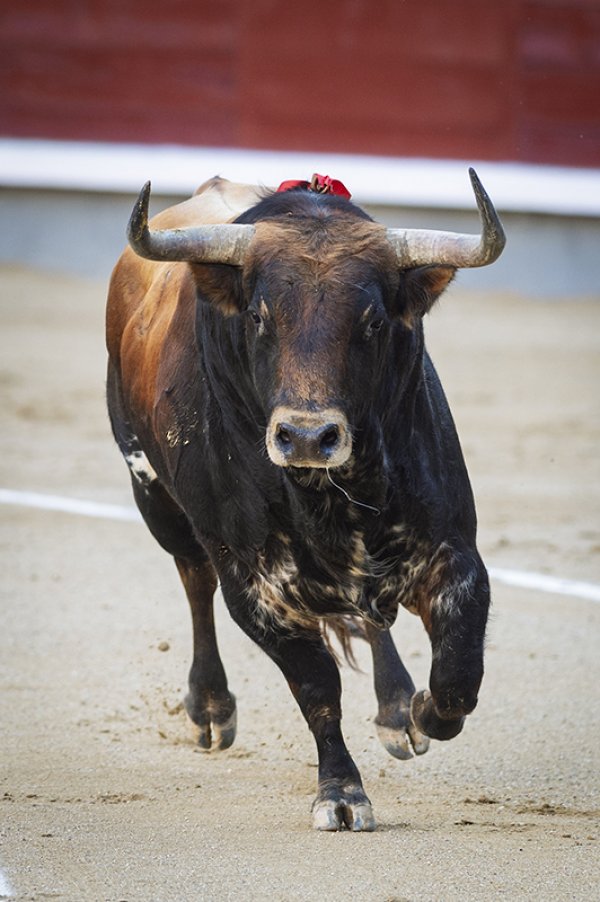 Asociación EL TORO de Madrid4