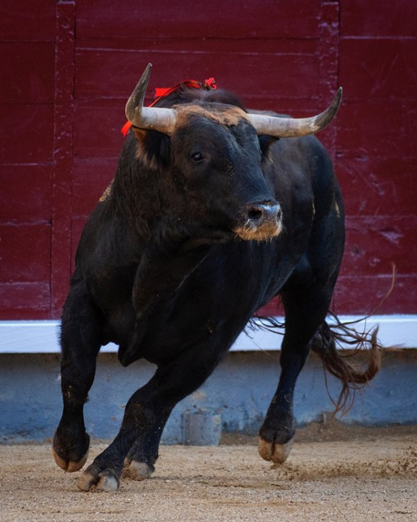 Asociación EL TORO de Madrid5