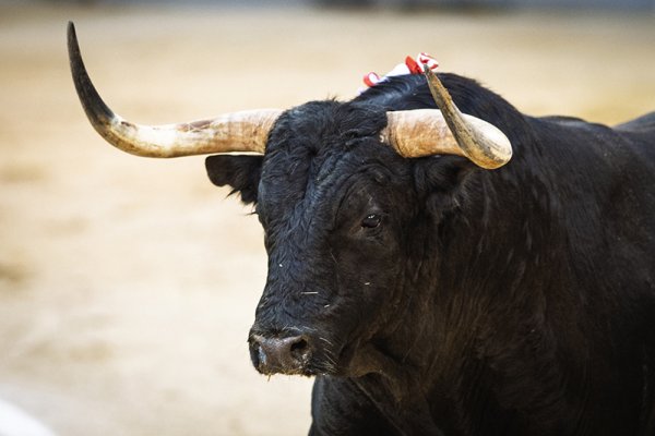 Asociación EL TORO de Madrid0
