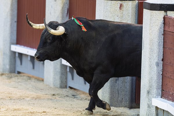 Asociación EL TORO de Madrid1