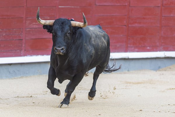 Asociación EL TORO de Madrid2