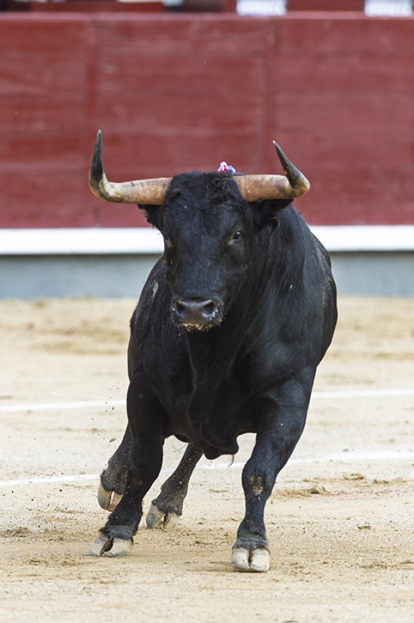 Asociación EL TORO de Madrid3