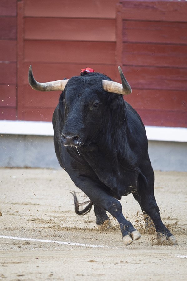 Asociación EL TORO de Madrid4