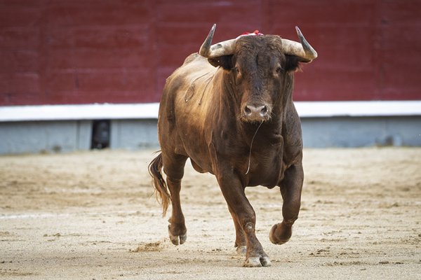 Asociación EL TORO de Madrid5