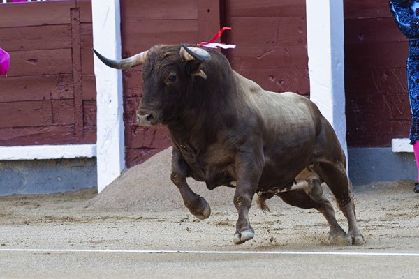 Asociación EL TORO de Madrid6