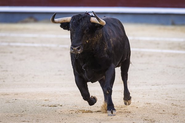 Asociación EL TORO de Madrid1