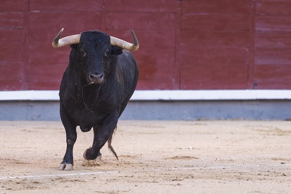 Asociación EL TORO de Madrid2