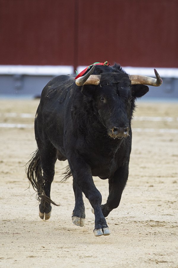 Asociación EL TORO de Madrid3