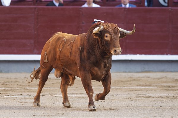 Asociación EL TORO de Madrid4