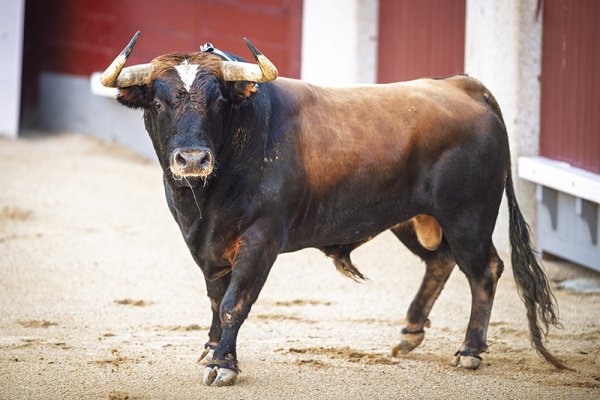 Asociación EL TORO de Madrid5