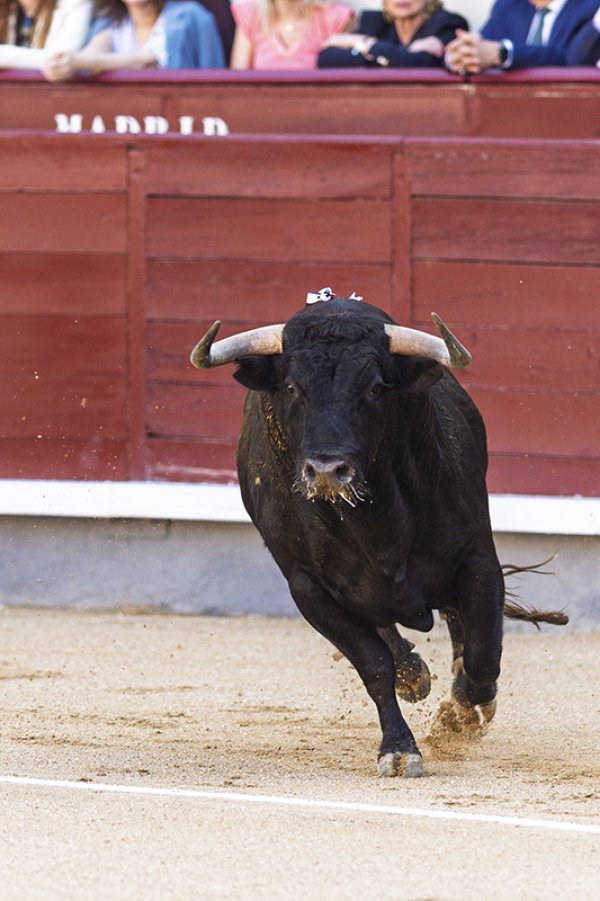 Asociación EL TORO de Madrid6