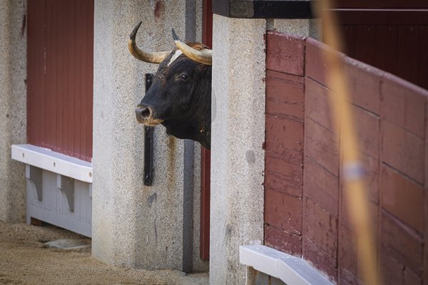 Asociación EL TORO de Madrid7