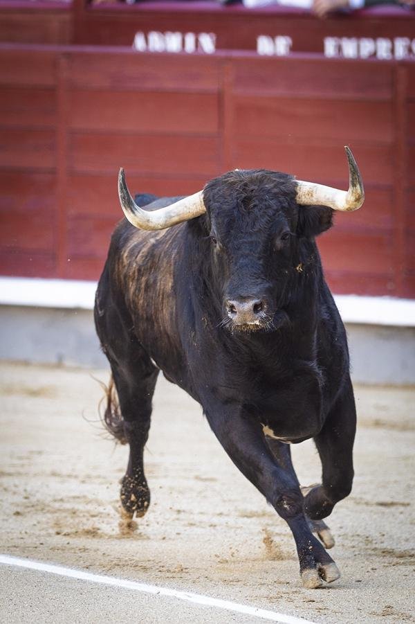 Asociación EL TORO de Madrid0