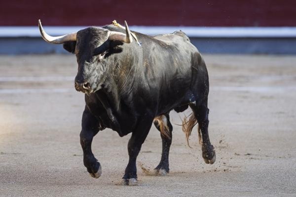 Asociación EL TORO de Madrid1