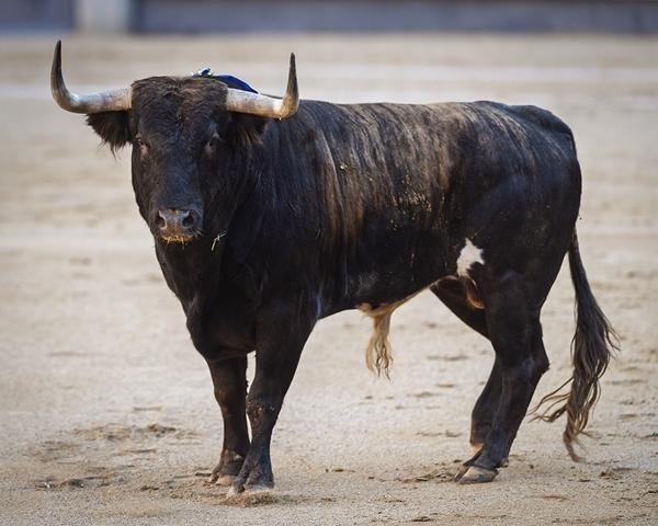 Asociación EL TORO de Madrid2