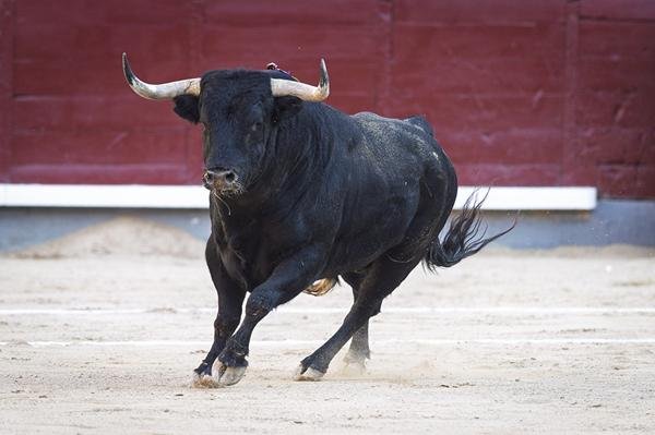 Asociación EL TORO de Madrid3