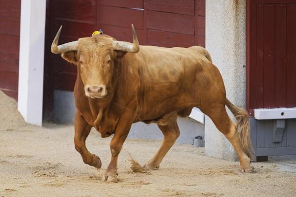 Asociación EL TORO de Madrid4