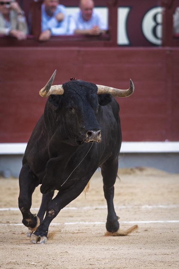 Asociación EL TORO de Madrid5