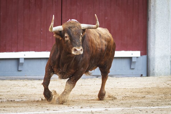 Asociación EL TORO de Madrid0