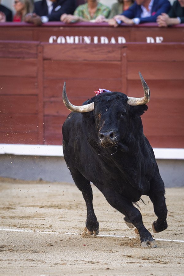 Asociación EL TORO de Madrid2