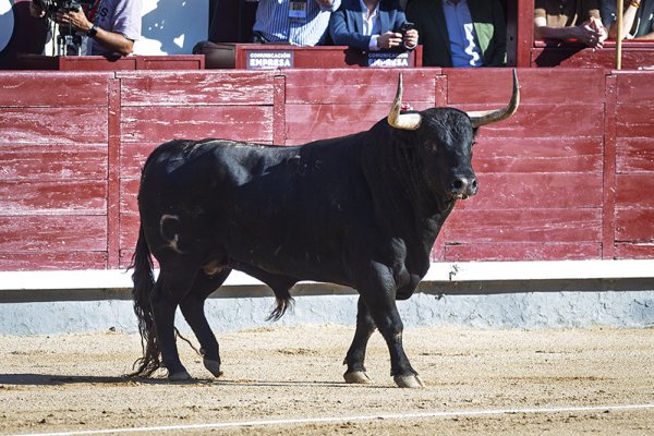 Asociación EL TORO de Madrid3