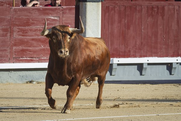 Asociación EL TORO de Madrid4