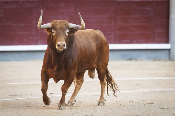 Asociación EL TORO de Madrid5