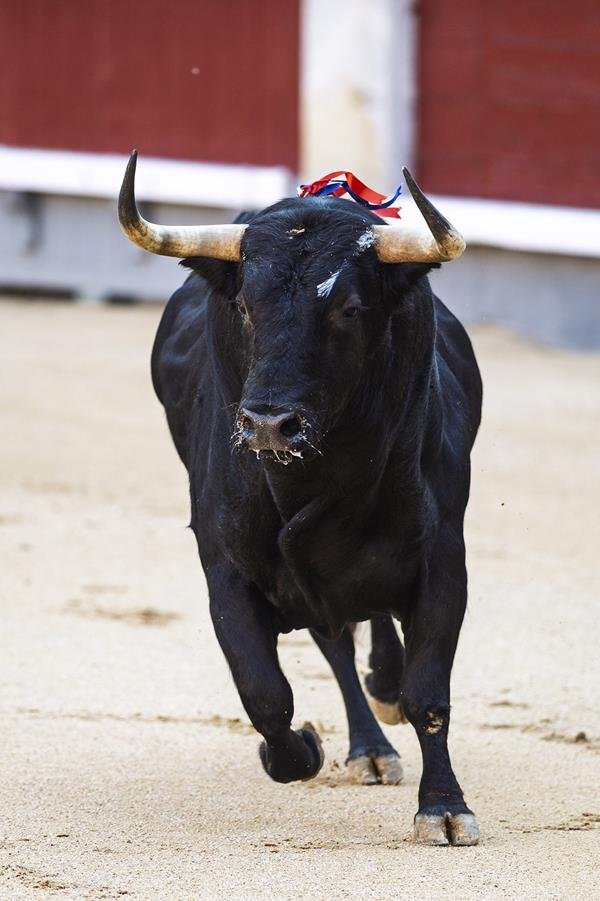 Asociación EL TORO de Madrid1
