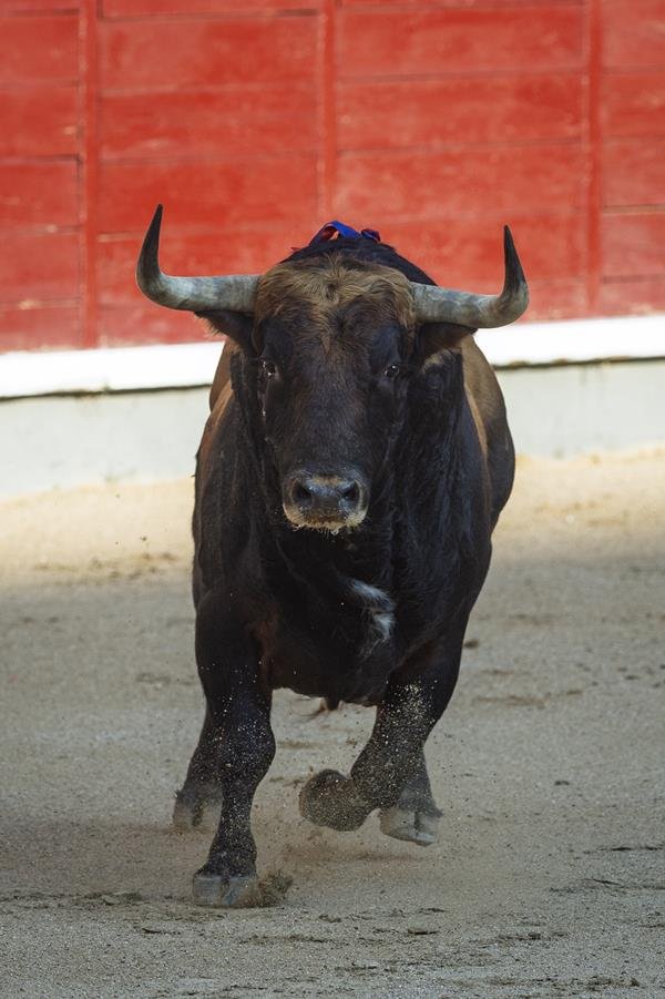 Asociación EL TORO de Madrid2