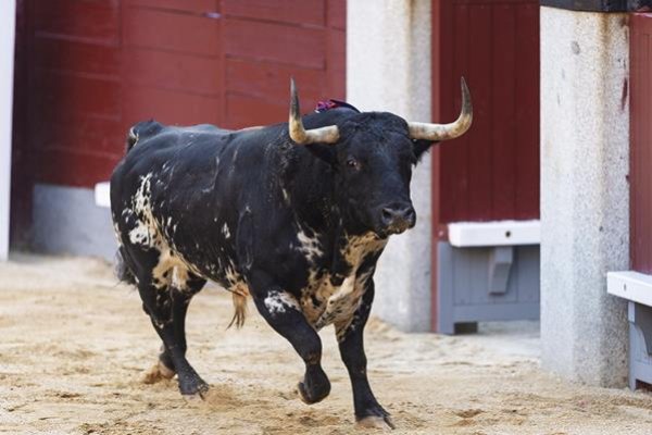 Asociación EL TORO de Madrid3