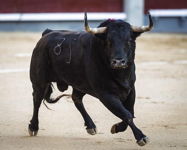 Asociación EL TORO de Madrid4