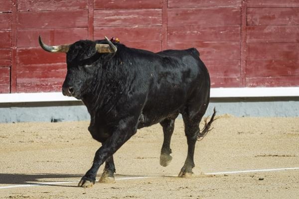 Asociación EL TORO de Madrid0