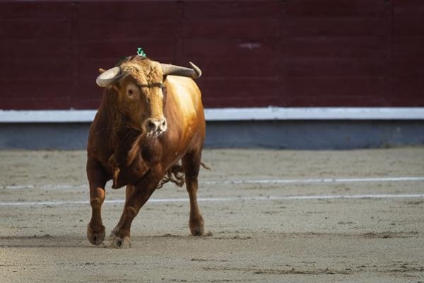 Asociación EL TORO de Madrid1