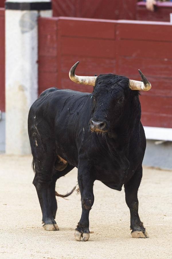 Asociación EL TORO de Madrid2