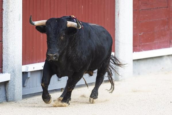 Asociación EL TORO de Madrid3