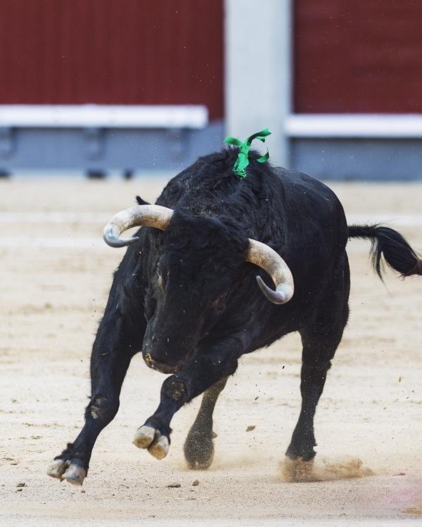 Asociación EL TORO de Madrid4