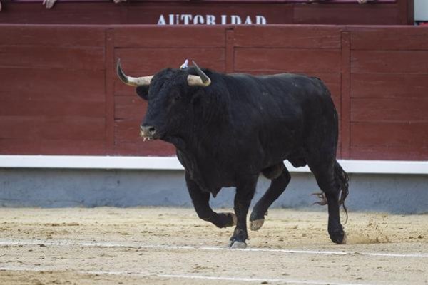 Asociación EL TORO de Madrid5