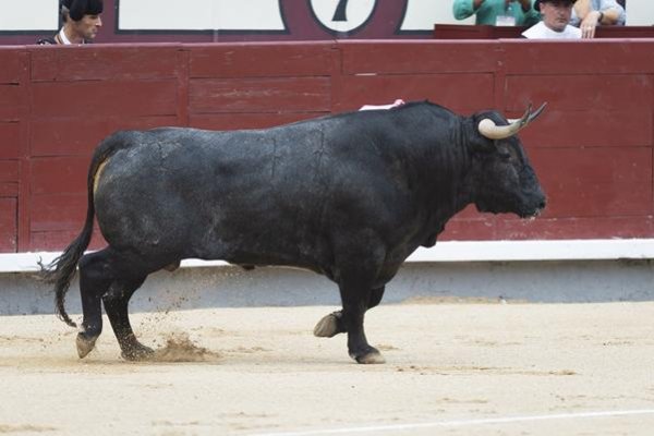 Asociación EL TORO de Madrid0