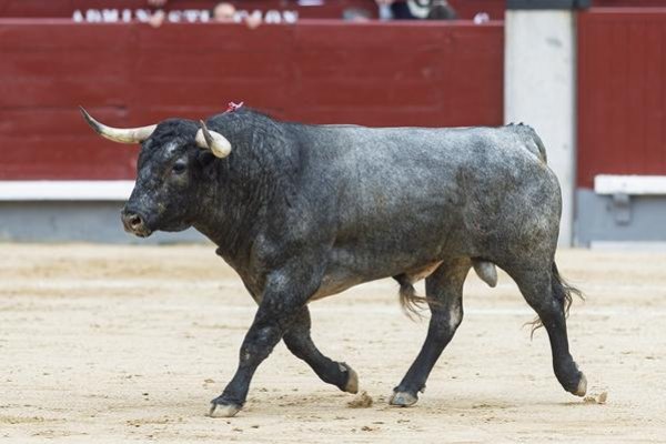 Asociación EL TORO de Madrid1